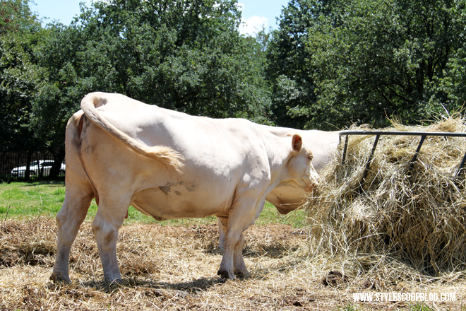 irene-dairy-farm-dairy-cows-2