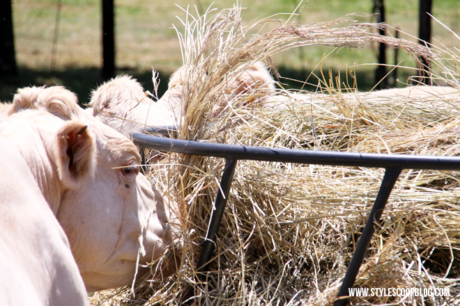 irene-dairy-farm-dairy-cows