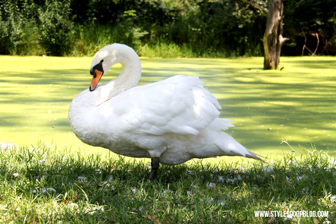 irene-dairy-farm-swan